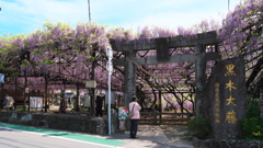 黒木の大藤再び②