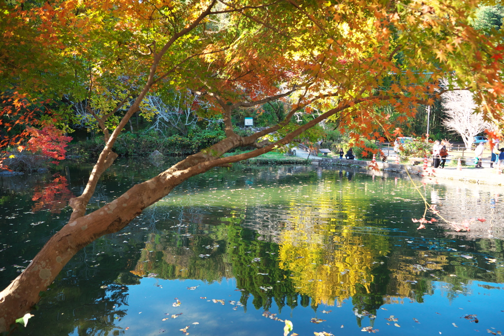 小野泉水公園５