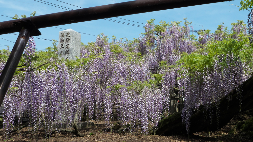 黒木の大藤再び③