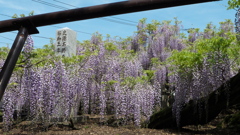 黒木の大藤再び③