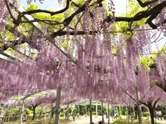 山田日吉神社の藤⑦