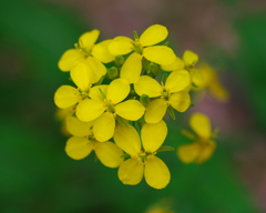 私は菜の花