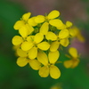 私は菜の花