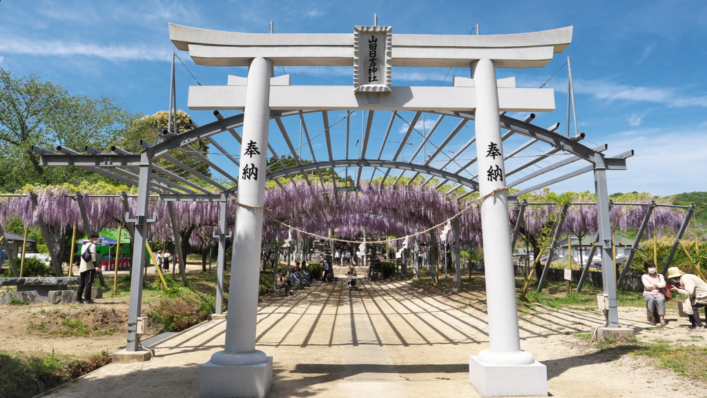 山田日吉神社の藤①