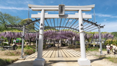 山田日吉神社の藤①
