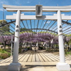 山田日吉神社の藤①