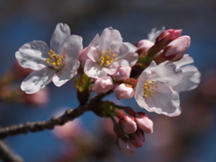 職場の桜
