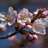 職場の桜