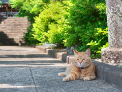 お宮の猫２