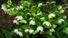 庭の花
