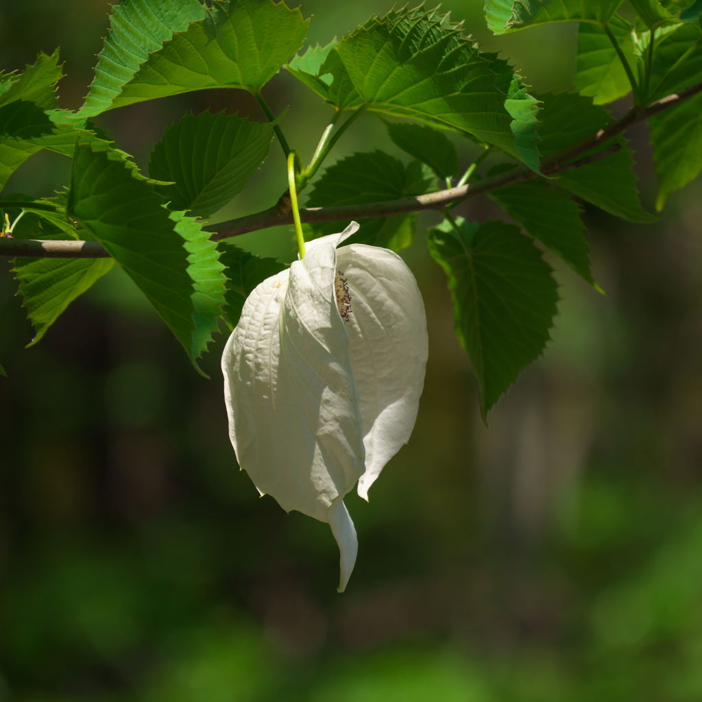 ハンカチの木の花