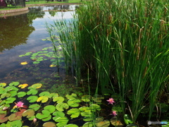 坪井川遊水公園1