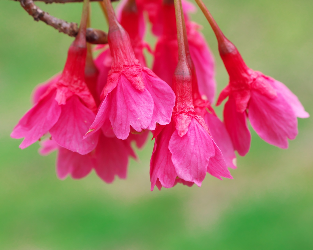 運動公園の花