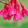 運動公園の花