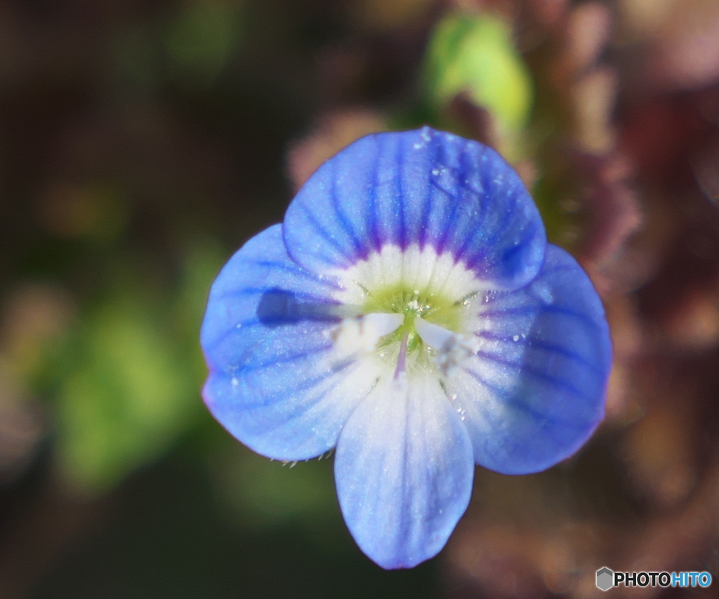 ウォーキング中の花Ⅲ