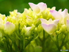 肥後古代の森・鹿央　紫陽花３