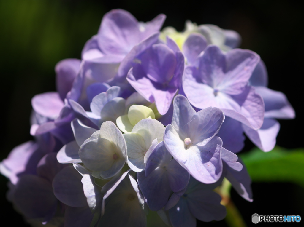 晴れの紫陽花Ⅰ