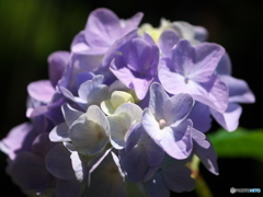 晴れの紫陽花Ⅰ