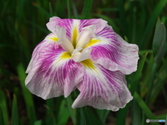 高瀬裏川水際緑地の菖蒲6
