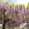 山田日吉神社の藤⑥