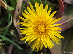 ウォーキング中の花Ⅳ