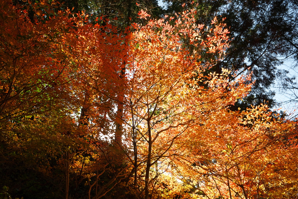 岳間渓谷キャンプ場の紅葉