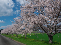 桜と青空