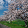 桜と青空