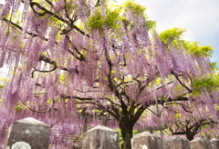 山田日吉神社の藤④