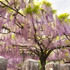 山田日吉神社の藤④