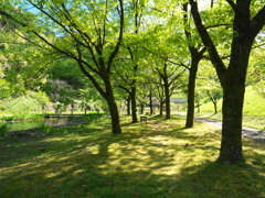 肥後古代の森・鹿央の深緑