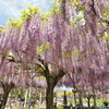 山田日吉神社の藤③