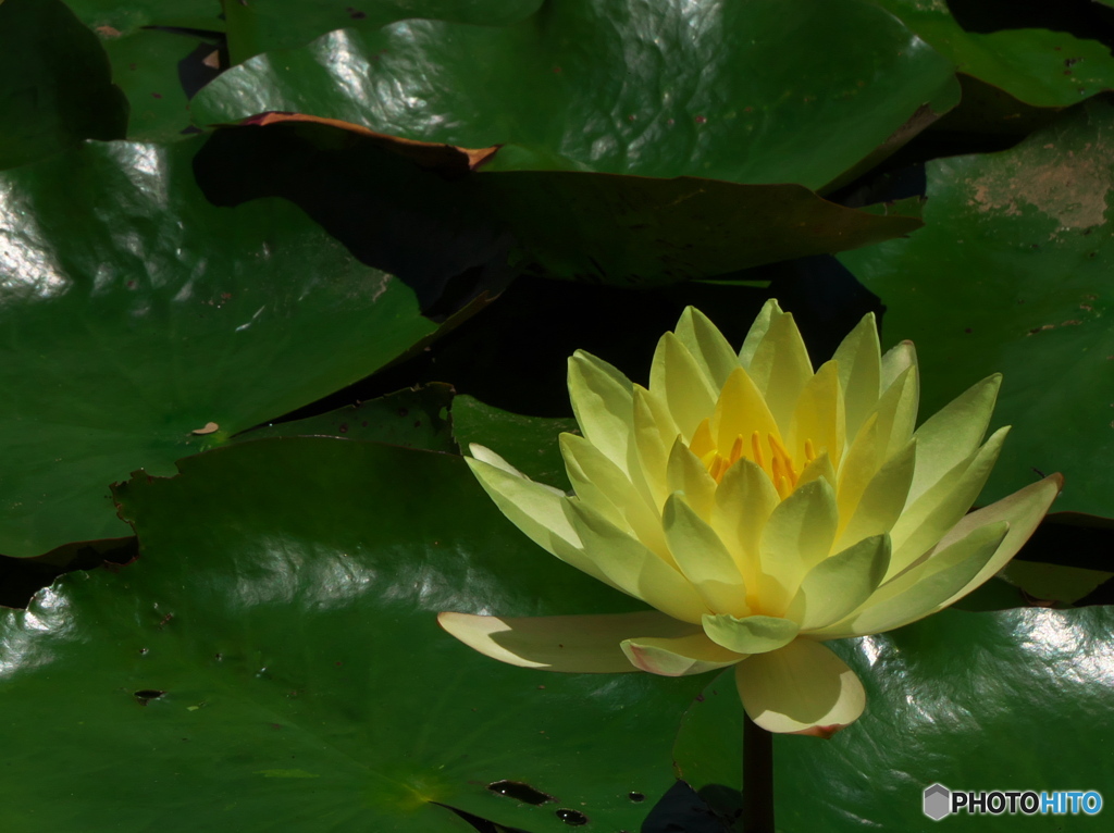 立田山憩の森/睡蓮２