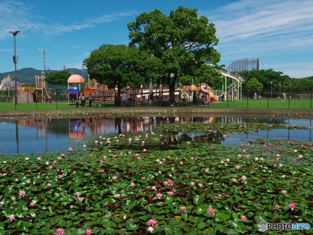 坪井川遊水公園2