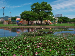 坪井川遊水公園2