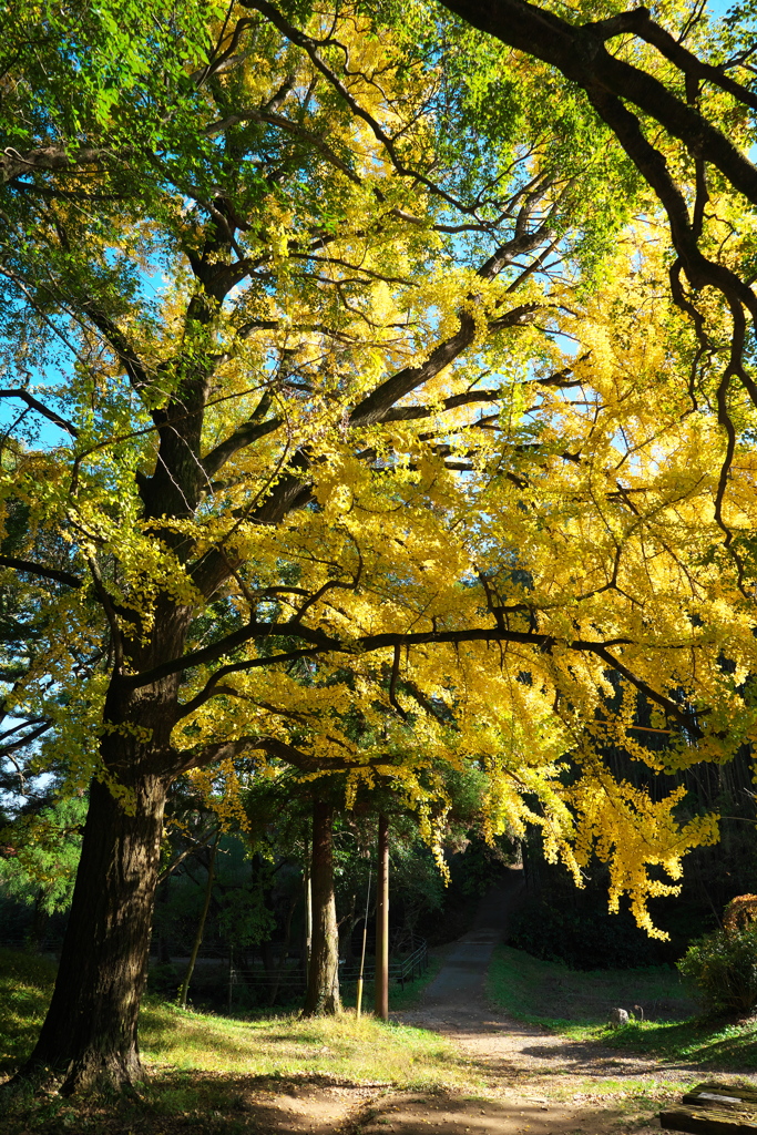 小野泉水公園２