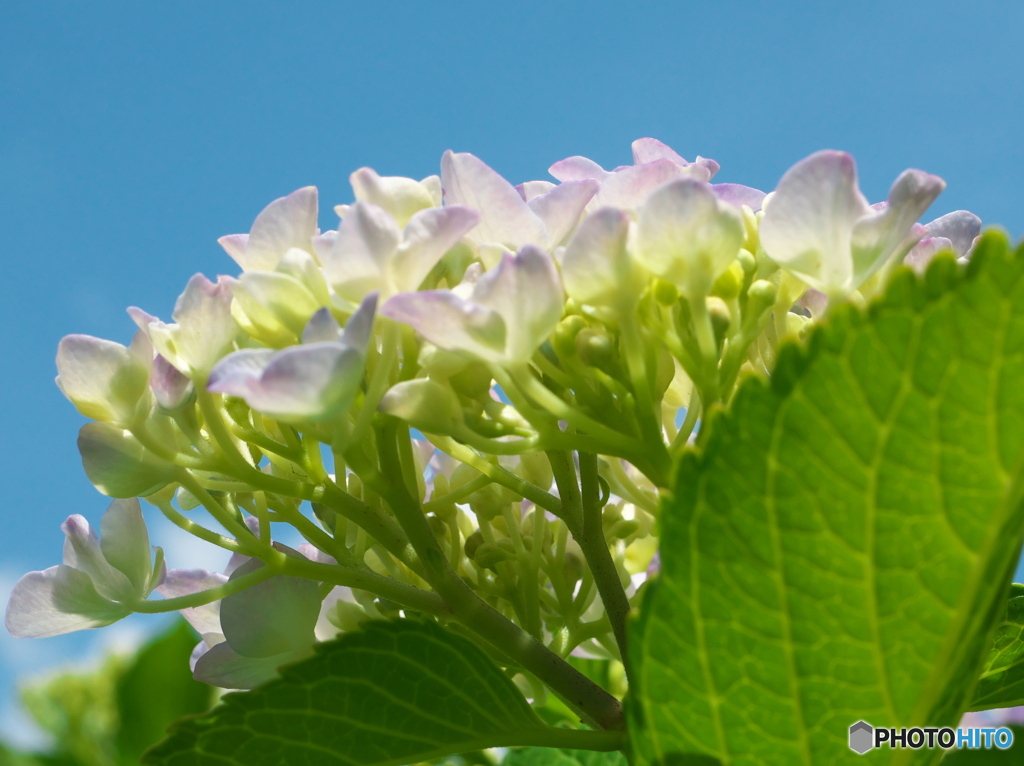 晴れの紫陽花Ⅱ