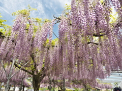 山田日吉神社の藤⑨
