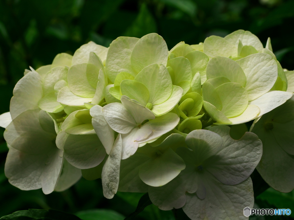 肥後古代の森・鹿央　紫陽花5