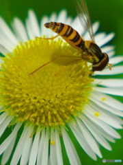 蜂と花２