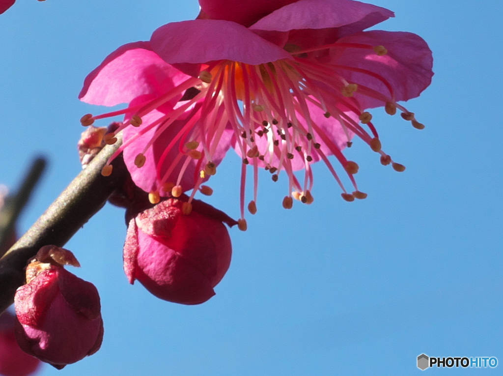 梅の花Ⅰ