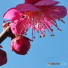 梅の花Ⅰ