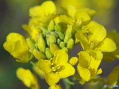 ウォーキング中の花Ⅰ