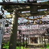黒木の素盞嗚神社②