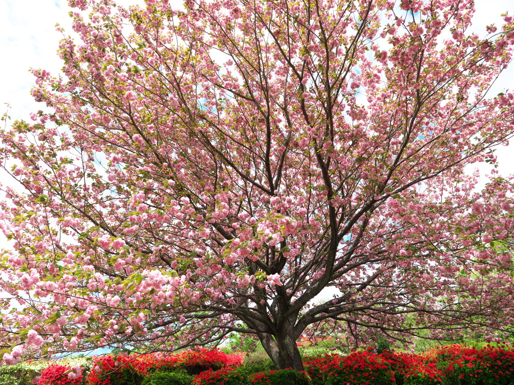 日輪寺の八重桜