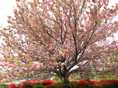 日輪寺の八重桜