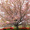 日輪寺の八重桜