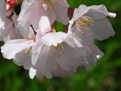 川端の桜