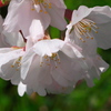 川端の桜