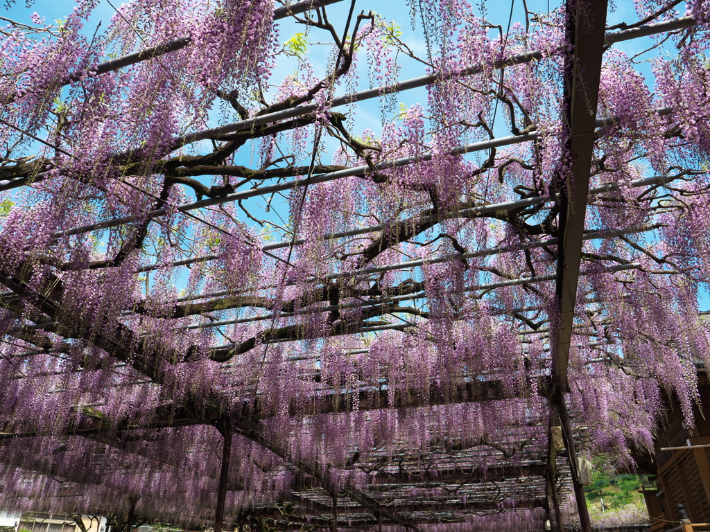 黒木の大藤再び⑤
